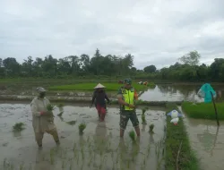 Dukung Ketahanan Pangan, Babinsa Koramil 26/Grong-Grong Turun ke Sawah Bantu Warga Tanam Padi