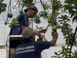 Lapas Banjarbaru Panen Alpukad, Wujudkan Pembinaan Produktif Warga Binaan