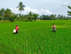 Dukung Ketahanan Pangan, Babinsa Koramil 1404-05/Patampanua Bantu Petani Lakukan Pemupukan Padi