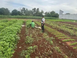 Panen Bayam SAE Rutan Pelaihari Capai 40 Ikat, Siap Masuk Pasar Pelaihari