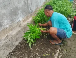 LAPAS KELAS III WONRELI PANEN KANKUNG, HASIL PROGRAM KELOLA LAHAN UNTUK KETAHANAN PANGAN DAN PEMBINAAN WARGA BINAAN