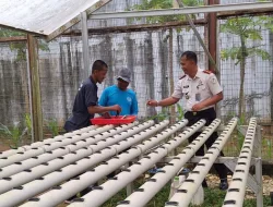 Tanam 200 Bibit Selada Hidroponik, Lapas Banjarbaru Dukung Ketahanan Pangan