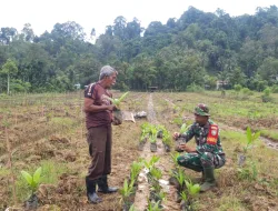 Babinsa Koramil 01/Simtim Hanpangan Bersama Warga