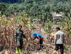 Dukung Ketahanan Pangan, Babinsa Koramil 1404-06/Duampanua Bantu Warga Panen Jagung