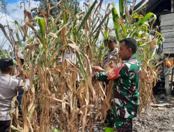 Dukung Ketahanan Pangan, Babinsa Koramil 1404-06/Duampanua Bantu Warga Panen Jagung