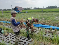 Babinsa Bantu Petani Panen Bawang Merah, Wujud Kepedulian dan Dukungan Ketahanan Pangan