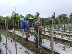 Babinsa Koramil 1807-02/Moswaren Laksanakan Hanpangan di Kampung Hasik Jaya