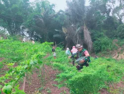Babinsa Koramil 1419-03/Baraka Bantu Warga Panen Cabe di Kalumpang