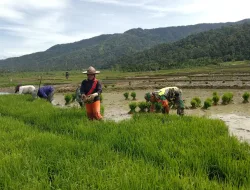 Babinsa Koramil 16/Tangse Dampingi Petani Tanam Padi di Beungga, Perkuat Ketahanan Pangan