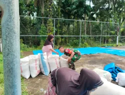 Babinsa Koramil 06/Teluk Dalam Membantu Petani Menjemur Padi