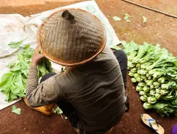 Rutan Pelaihari Panen 50 Ikat Sawi, Dipasarkan Sesuai Pesanan Pembeli Saat Ramadhan