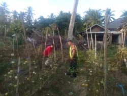 Perkuat ketahan pangan, Babinsa turut membantu petani panen tomat di desa binaan