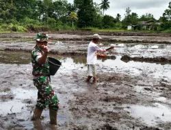BABINSA SIGABEL JAYA TURUN KE SAWAH, WUJUD NYATA TNI DUKUNG KETAHANAN PANGAN DI PERBATASAN