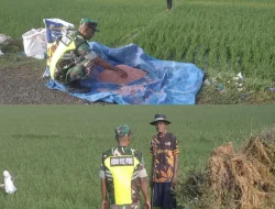 Babinsa Koramil 15/Tiro Dampingi Petani Pemupukan Padi dan Cek Saluran Irigasi di Desa Rabo