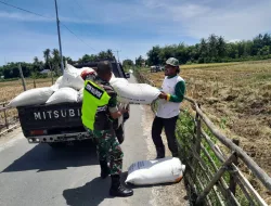Babinsa dan Petani Bersinergi, Panen Padi Berlangsung Lancar