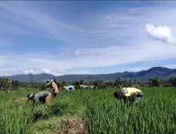 Babinsa Koramil 17/Geumpang Turun ke Sawah Laksanakan Pendampingan Pertania