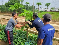 Kalapas Banjarbaru Latih Warga Binaan Teknik Cangkok Pepaya di SAE