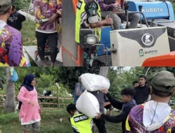 Sinergi TNI dan Petani, Babinsa Bantu Percepatan Panen Padi di desa binaan