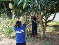 Lapas Banjarbaru Panen 20 Kilogram Mangga Kiojay Dukung Pembinaan Kemandirian Warga Binaan