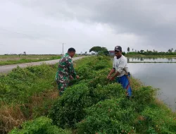 Jaga Ketahanan Pangan, Babinsa Koramil 1404-06/Duampanua Dampingi Petani Panen Cabe