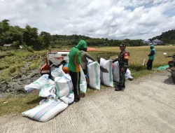 Babinsa 1405-06/Barru Laksanakan Pemantauan dan Pendampingan Panen Padi di Kelurahan Coppo
