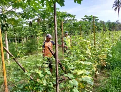 Babinsa Posramil Beutong Ateuh Banggalang Bantu Petani Panen Pepaya Dan Timun di Bulan Ramadhan