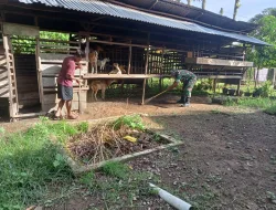 Babinsa Geumpang Dukung UMKM Warga, Bantu Bersihkan Kandang Kambing Milik Pemuda Kreatif