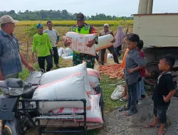 Babinsa Koramil 26/Grong-Grong Bantu Petani Panen Padi, Perkuat Ketahanan Pangan di Desa Mesjid Beureuleung