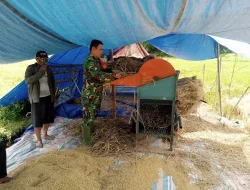Bentuk Nyata, Babinsa Posramil Teupah Barat Bantu Petani Merontokkan Padi
