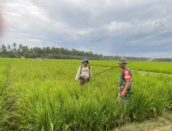 Babinsa Koramil 1404-06/Duampanua Dampingi Petani Semprot Hama Tanaman Padi