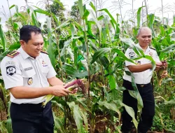 Hasil Sebuah Pembinaan, Rutan Pelaihari Panen Jagung Ungu