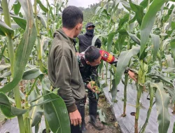 Selalu Ada Bersama Warga Binaan Babinsa Bantu Petani Panen Jagung