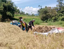 Babinsa Koramil 16/Tangse Turun ke Sawah, Bantu Petani Panen Padi di Lhok Keutapa