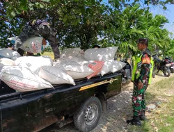 Babinsa Tiro Laksanakan Komsos dan Dampingi Petani Muat Hasil Panen Padi