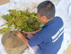 Pembinaan Kemandirian, Warga Binaan Lapas Banjarbaru Olah Limbah Dapur Menjadi Pupuk Kompos
