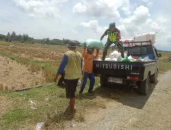 Babinsa Aktif Dampingi Petani Hadapi Musim Panen, Perkuat Ketahanan Pangan di Wilayah Binaan
