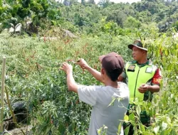 ‎Babinsa 06/Teluk Dalam Dampingi Warga Panen Cabe