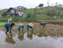 Dukung Petani Diwilayah,Babinsa Koramil 0907/02 Tarteng Bantu Tanam Padi