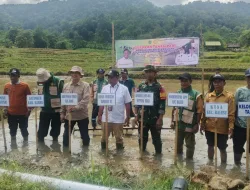 Danramil 1405-04/Soppeng Riaja Hadiri Gerakan Tanam Padi Dukung Percepatan LTT Maret 2026