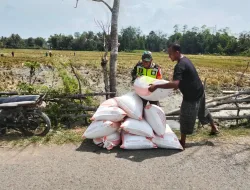 Babinsa Turun ke Sawah Bantu Petani Panen, Wujud Kepedulian terhadap Ketahanan Pangan