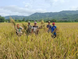 Babinsa Koramil 1405-05/Mallusetasi Kawal Ubinan Padi di Mallusetasi, Hasil Capai 7,6 Ton per Hektare