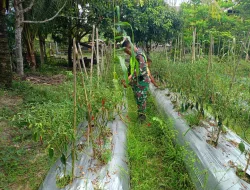 ‎Lakukan Perawatan Rutin Babinsa Bersama Petani Bersihkan Rumput Liar Disekitar Tanaman Cabe
