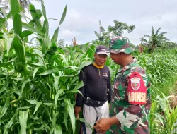 Babinsa Koramil 1404-08/Lanrisang Dukung Ketahanan Pangan Melalui Pemantauan Kebun Jagung