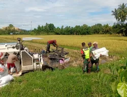 Babinsa Koramil 26/Grong-Grong Terjun ke Sawah, Bantu Petani Panen Padi di Gintong