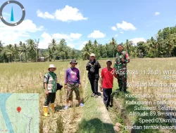 Dukun Ketahanan Pangan, Babinsa Koramil 02/Enrekang Dampingi Tim supervisor Tinjau Lahan Non Rawa