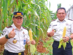 Panen Jagung Jadi Bukti Nyata Pembinaan Produktif di Rutan Pelaihari
