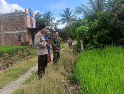 Babinsa Koramil 1404-02/Mattiro Sompe Bersama Bhabinkamtibmas Pantau Tanaman Padi Warga