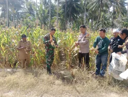 Babinsa Koramil 1404-06/Duampanua Bersama Unsur Terkait Laksanakan Panen Jagung di Lahan Ketahanan Pangan