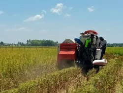 Babinsa Koramil 05/Indra Jaya Turun ke Sawah Bantu Petani, Wujud Nyata Dukung Ketahanan Pangan