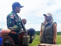 *BABINSA NGGUTIBOB BERSAMA PIMPINAN CABANG BULOG MERAUKE TURUN KE SAWAH TINJAU PERTANIAN